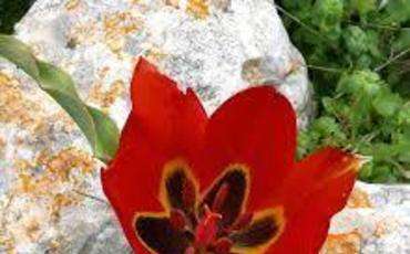 Сбор редких тюльпанов Tulipa cypria подлежит штрафу