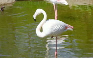 Фламинго на Северном Кипре