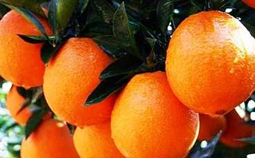 В Гюзельюрте проходит 41 фестиваль апельсинов.