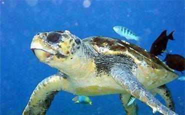 Морские черепахи вновь на Северном Кипре 
