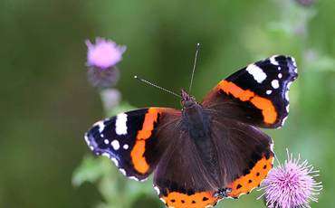 Миллионы бабочек «Окрашенная дама»появились на Кипре