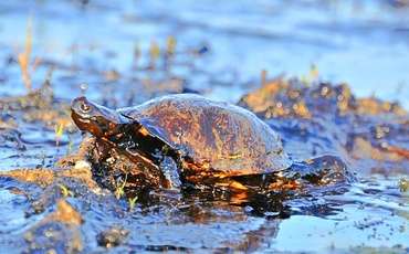 Последствия экологически катастрофического разлива нефти - в сообщении SPOT [Общество охраны черепах Северного Кипра] 