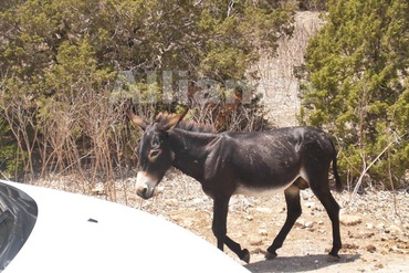 Donkeys in Karpaz