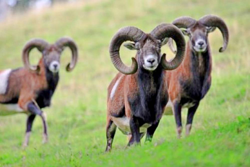 Muflon in Cyprus - AllianceNC