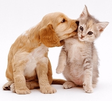 Moving with pets to Northern Cyprus Moving with pets to Northern Cyprus